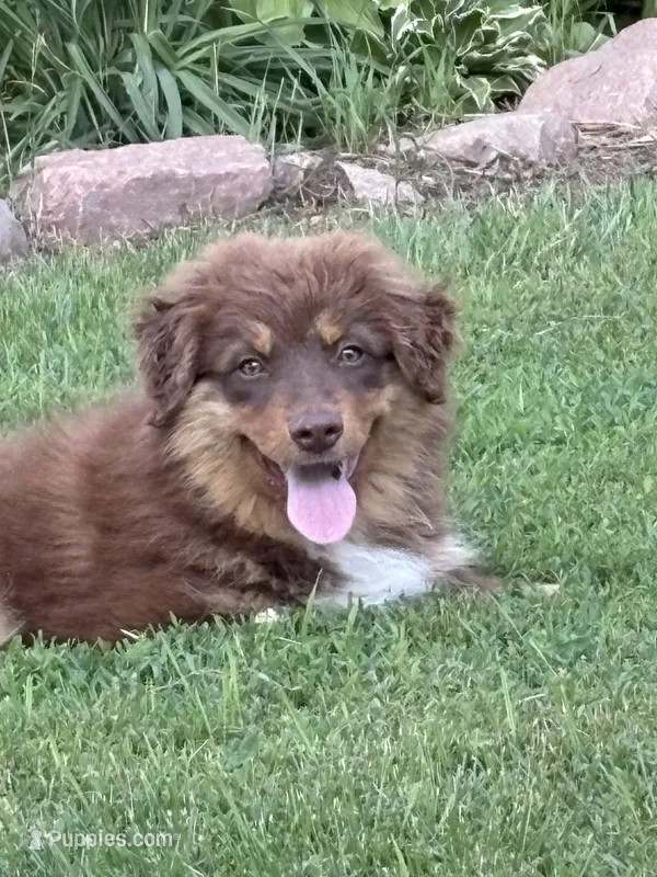 Clyde – Australian Shepherd puppy for sale in Maurice, IA