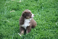 Bonnie, a female Australian Shepherd for sale in Maurice, IA – 5 of 5