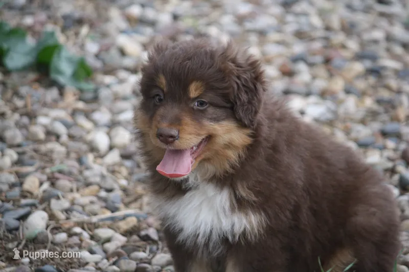 Clyde, a male Australian Shepherd for sale in Maurice, IA – 1 of 7