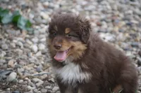 Clyde, a male Australian Shepherd for sale in Maurice, IA – 1 of 7