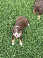 Bonnie, a female Australian Shepherd for sale in Maurice, IA – 2 of 8
