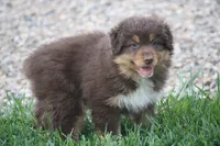 Clyde, a male Australian Shepherd for sale in Maurice, IA – 3 of 7