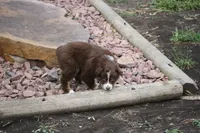 Bonnie, a female Australian Shepherd for sale in Maurice, IA – 3 of 5