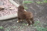 Clyde, a male Australian Shepherd for sale in Maurice, IA – 7 of 7