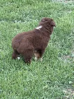 Bonnie, a female Australian Shepherd for sale in Maurice, IA – 3 of 8
