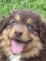 Clyde, a male Australian Shepherd for sale in Maurice, IA – 2 of 8