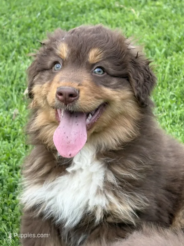 Clyde – Australian Shepherd puppy for sale in Maurice, IA