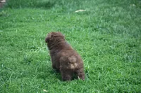 Clyde, a male Australian Shepherd for sale in Maurice, IA – 6 of 7