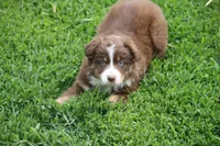 Bonnie, a female Australian Shepherd for sale in Maurice, IA – 4 of 5