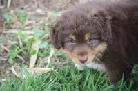 Clyde, a male Australian Shepherd for sale in Maurice, IA – 5 of 7
