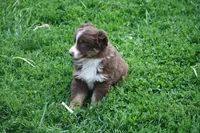 Bonnie, a female Australian Shepherd for sale in Maurice, IA – 2 of 5