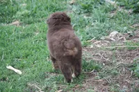 Clyde, a male Australian Shepherd for sale in Maurice, IA – 2 of 7