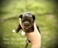 Stetson, a male Poodle - Toy  for sale in Agra, OK – 5 of 9