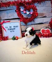 Stetson, a male Poodle - Toy  for sale in Agra, OK – 9 of 9