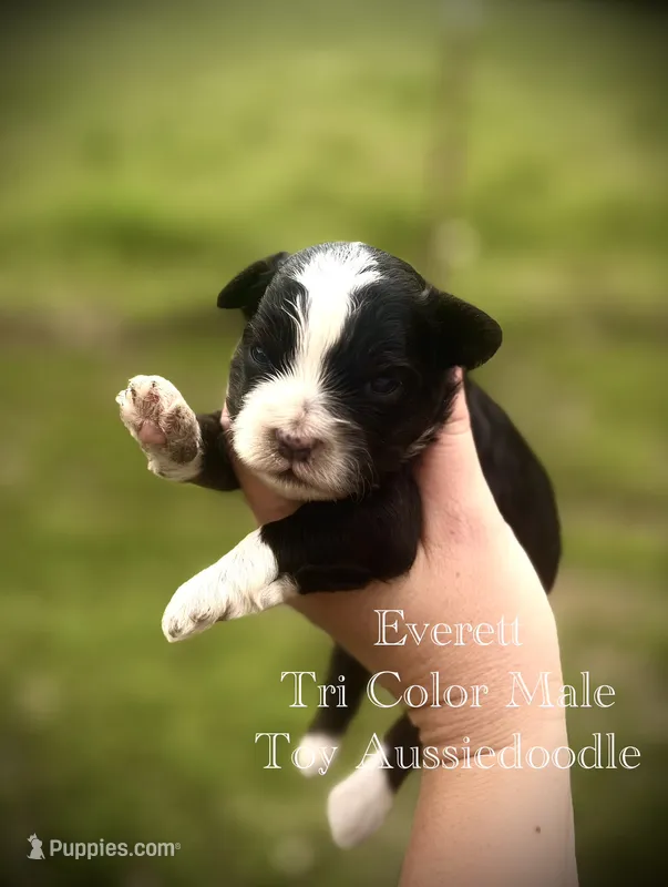 Everett – Poodle - Toy , Toy Australian Shepherd puppy for sale in Agra, OK