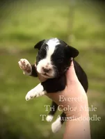 Everett, a male Poodle - Toy  and Toy Australian Shepherd for sale in Agra, OK – 1 of 3