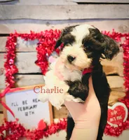Stetson, a male Poodle - Toy  for sale in Agra, OK – 6 of 9