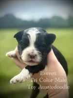 Everett, a male Poodle - Toy  and Toy Australian Shepherd for sale in Agra, OK – 3 of 3
