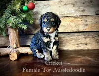 Stetson, a male Poodle - Toy  for sale in Agra, OK – 3 of 9