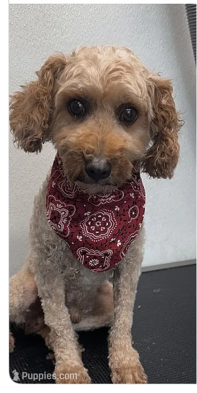 Stetson, a male Poodle - Toy  for sale in Agra, OK – 1 of 9