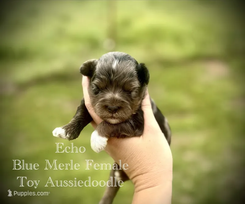 Echo – Poodle - Toy , Toy Australian Shepherd puppy for sale in Agra, OK