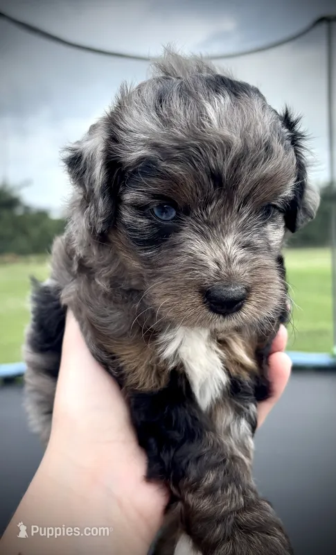 Echo – Poodle - Toy , Toy Australian Shepherd puppy for sale in Agra, OK