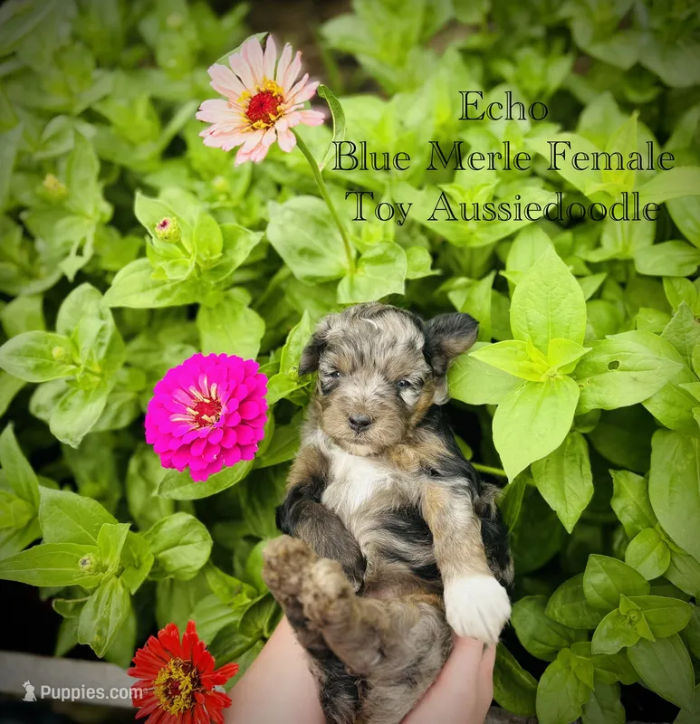 Echo – Poodle - Toy , Toy Australian Shepherd puppy for sale in Agra, OK