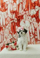 Stetson, a male Poodle - Toy  for sale in Agra, OK – 2 of 9