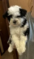 Stetson, a male Poodle - Toy  for sale in Agra, OK – 8 of 9