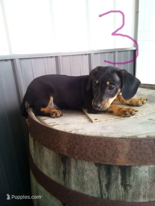Lucy – Rat Terrier, Dachshund puppy for sale in Odon, IN