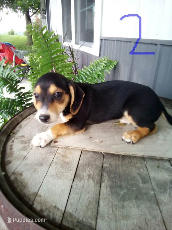 Louie, a male Rat Terrier and Dachshund for sale in Odon, IN – 1 of 1