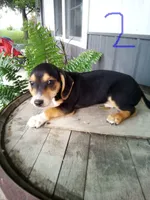 Louie, a male Rat Terrier and Dachshund for sale in Odon, IN – 1 of 1