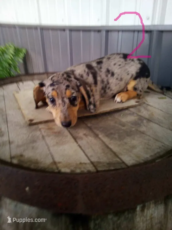 Lacy – Rat Terrier, Dachshund puppy for sale in Odon, IN