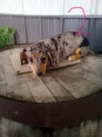 Lacy, a male Rat Terrier and Dachshund for sale in Odon, IN – 1 of 1