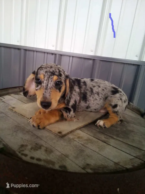 Larry, a male Rat Terrier and Dachshund for sale in Odon, IN – 1 of 1