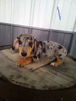 Larry, a male Rat Terrier and Dachshund for sale in Odon, IN – 1 of 1