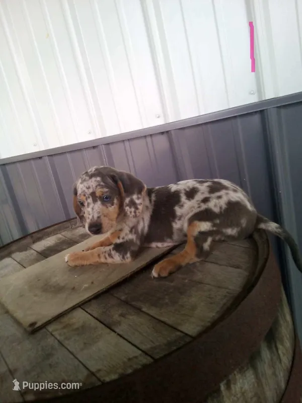 Linda, a female Rat Terrier and Dachshund for sale in Odon, IN – 1 of 1