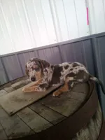 Linda, a female Rat Terrier and Dachshund for sale in Odon, IN – 1 of 1