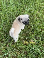 AKC Barkley, a male Pug for sale in Hutchinson, KS – 4 of 5