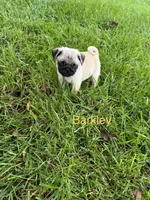 AKC Barkley, a male Pug for sale in Hutchinson, KS – 1 of 5