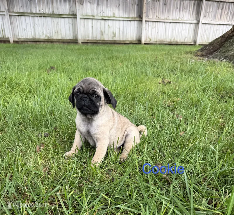 AKC Cookie, a male Pug for sale in Hutchinson, KS – 1 of 6