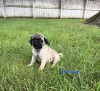 AKC Cookie, a male Pug for sale in Hutchinson, KS – 1 of 6