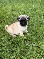 AKC Rosie, a female Pug for sale in Hutchinson, KS – 3 of 4