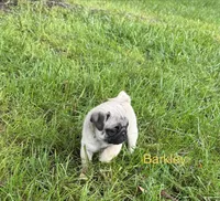 AKC Barkley, a male Pug for sale in Hutchinson, KS – 5 of 5