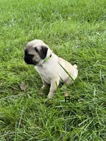 AKC Rex, a male Pug for sale in Hutchinson, KS – 2 of 5