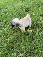 AKC Barkley, a male Pug for sale in Hutchinson, KS – 2 of 5