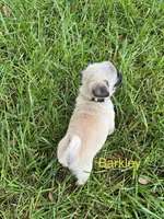 AKC Barkley, a male Pug for sale in Hutchinson, KS – 3 of 5