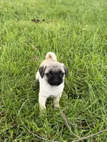 AKC Rex, a male Pug for sale in Hutchinson, KS – 4 of 5