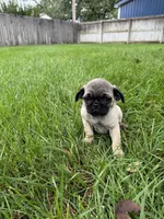 AKC Cookie, a male Pug for sale in Hutchinson, KS – 5 of 6