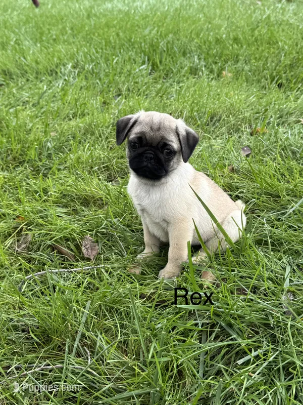 AKC Rex, a male Pug for sale in Hutchinson, KS – 1 of 5